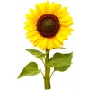 Click & Grow Mini-Sonnenblume Pflanzenkapseln für Smart Garden, 3er-Pack (SGR65X3)