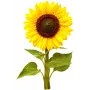 Click & Grow Mini-Sonnenblume Pflanzenkapseln für Smart Garden, 3er-Pack (SGR65X3)