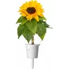 Click & Grow Mini-Sonnenblume Pflanzenkapseln für Smart Garden, 3er-Pack (SGR65X3)