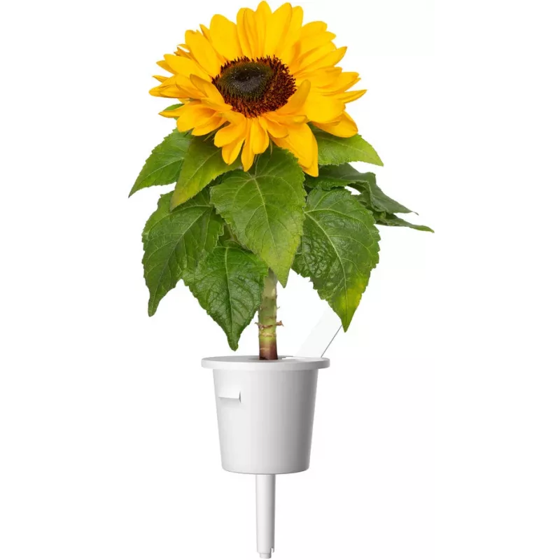 Click & Grow Mini-Sonnenblume Pflanzenkapseln für Smart Garden, 3er-Pack (SGR65X3)