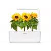 Click & Grow Mini-Sonnenblume Pflanzenkapseln für Smart Garden, 3er-Pack (SGR65X3)