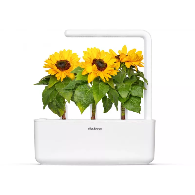 Click & Grow Mini-Sonnenblume Pflanzenkapseln für Smart Garden, 3er-Pack (SGR65X3)