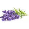 Click & Grow Smart Garden Nachfüllpackung Lavendel, 3 Pflanzkapseln (SGR30X3)