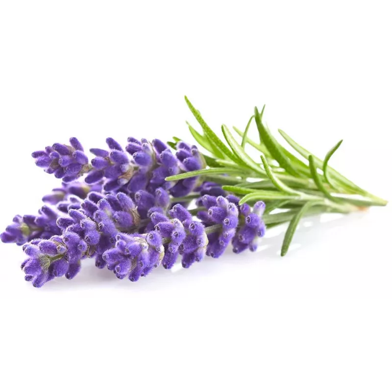 Click & Grow Smart Garden Nachfüllpackung Lavendel, 3 Pflanzkapseln (SGR30X3)