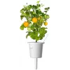 Click and Grow Smart Garden Refill 3er-Pack Mini-Tomaten-Pflanzenkapseln