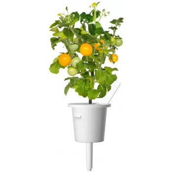 Click and Grow Smart Garden Refill 3er-Pack Mini-Tomaten-Pflanzenkapseln