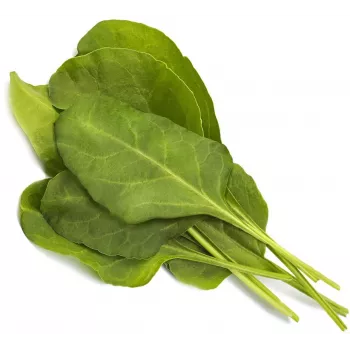 Click & Grow Smart Garden Nachfüllpackung Grüner Mangold, 3 Pflanzkapseln (SGR64X3)