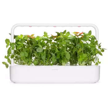 Click & Grow Zitronenbasilikum Pflanzenkapseln für Smart Garden, 3er-Pack (SGR76X3)