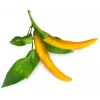 Click & Grow SGR60X3 Chili-Pfeffer-Pflanzenkapseln (3er-Pack)
