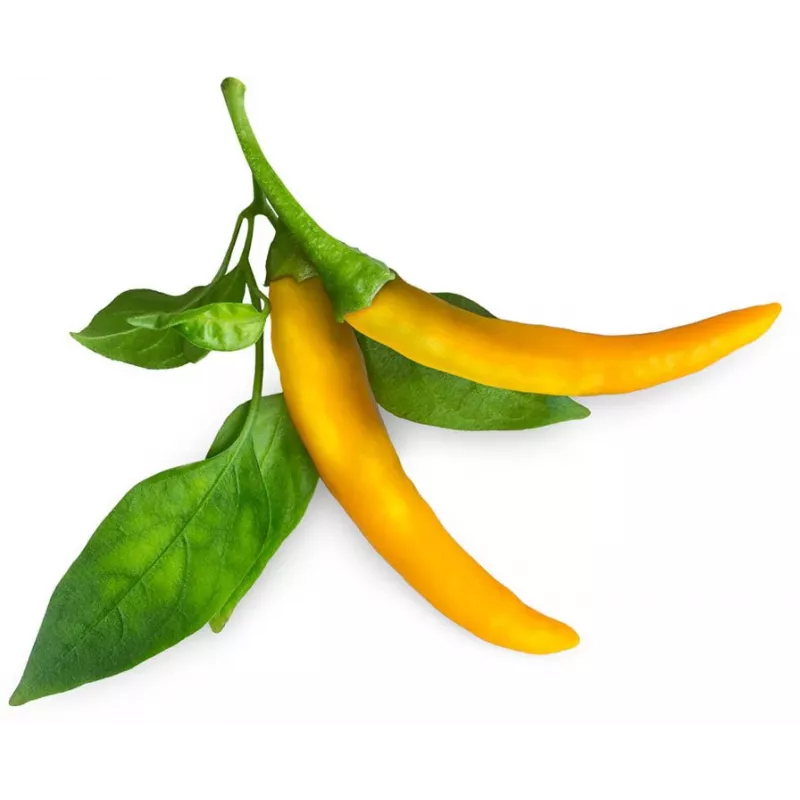 Click & Grow SGR60X3 Chili-Pfeffer-Pflanzenkapseln (3er-Pack)