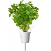 Click & Grow Steak-Kräuter-Mix Pflanzenkapseln für Smart Garden, 9er-Pack (PPMSSX9)