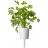 Click & Grow Steak-Kräuter-Mix Pflanzenkapseln für Smart Garden, 9er-Pack (PPMSSX9)