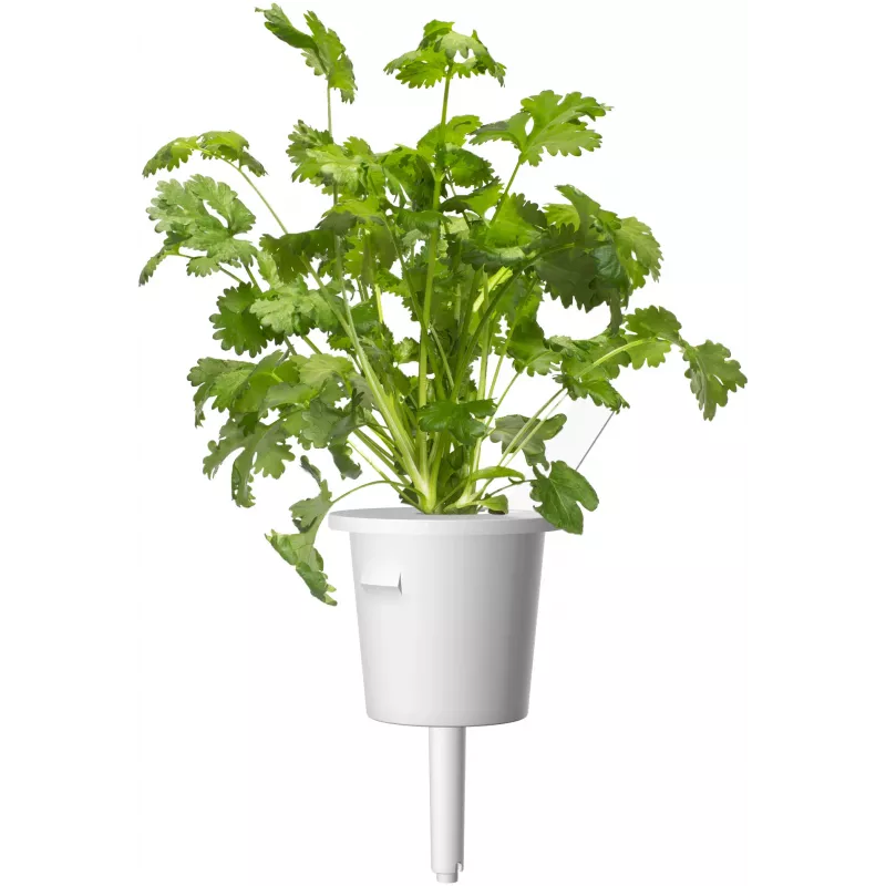 Click & Grow Steak-Kräuter-Mix Pflanzenkapseln für Smart Garden, 9er-Pack (PPMSSX9)