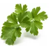 Click & Grow SGR68x3 Petersilien-Pflanzenkapseln (3er-Pack)