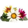 Click & Grow Gazanie Pflanzenkapseln für Smart Garden, 3er-Pack (SGR92X3)