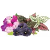 Click & Grow Vibrant Flower Mix Pflanzenkapseln für Smart Garden, 9er-Pack (PPMVBX9)