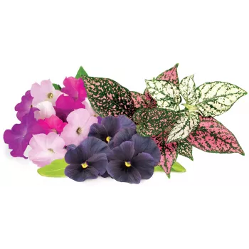 Click & Grow Vibrant Flower Mix Pflanzenkapseln für Smart Garden, 9er-Pack (PPMVBX9)