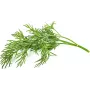 Click & Grow SGR49x3 Dill Pflanzenschoten Nachfüllpackung 3er-Pack