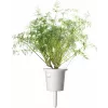 Click & Grow SGR49x3 Dill Pflanzenschoten Nachfüllpackung 3er-Pack