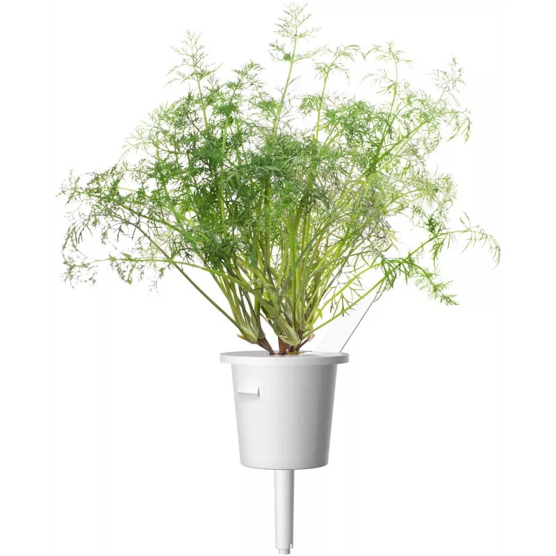 Click & Grow SGR49x3 Dill Pflanzenschoten Nachfüllpackung 3er-Pack