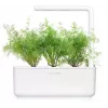 Click & Grow SGR49x3 Dill Pflanzenschoten Nachfüllpackung 3er-Pack