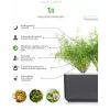 Click & Grow SGR49x3 Dill Pflanzenschoten Nachfüllpackung 3er-Pack