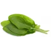 Click & Grow Sauerampfer Pflanzenkapseln für Smart Garden, 3er-Pack (SGR55X3)