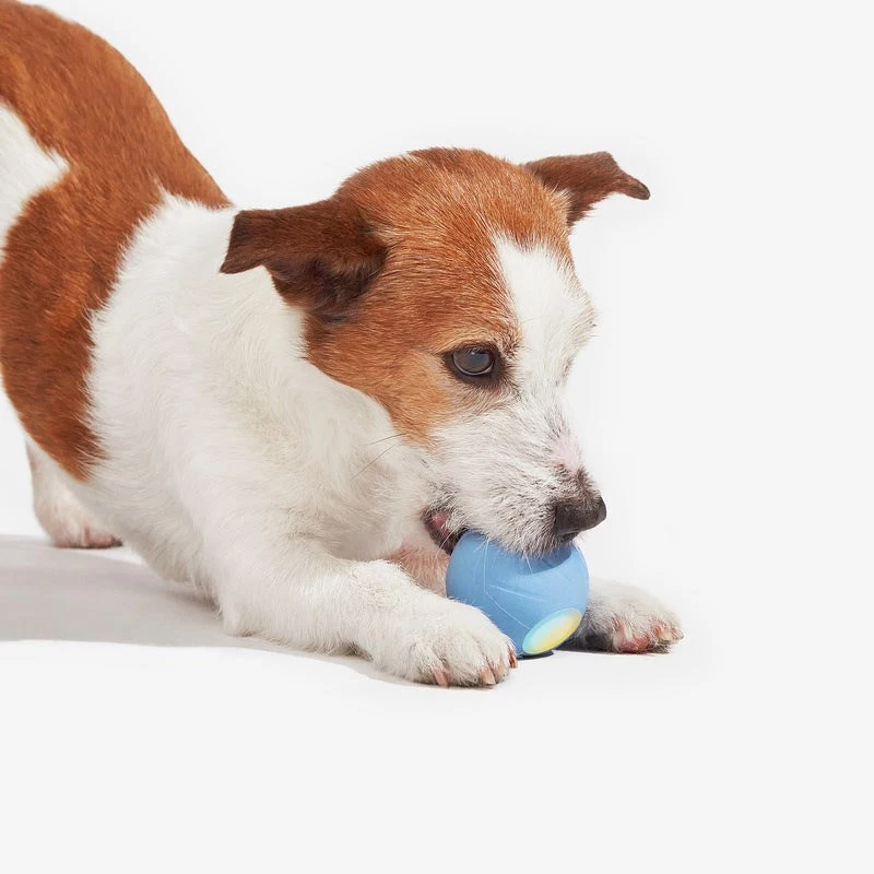 Cheerble Wicked Ball SE Interaktives Hundespielzeug für kleine Hunde, Blau