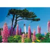 Schmidt Spiele Dornbusch Leuchtturm, Hiddensee 1000-Teile Puzzle