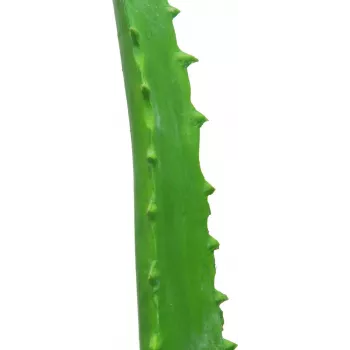 EUROPALMS Künstliche Aloe Vera Pflanze im schwarzen Topf, 63cm 82809112