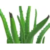 EUROPALMS Künstliche Aloe Vera Pflanze im schwarzen Topf, 63cm 82809112