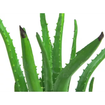 EUROPALMS Künstliche Aloe Vera Pflanze im schwarzen Topf, 63cm 82809112