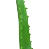 EUROPALMS Künstliche Aloe Vera Pflanze im schwarzen Topf, 63cm 82809112