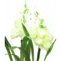 EUROPALMS Aronstab, 3er Set mit LEDs, weiß, 85cm (83330302)