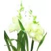 EUROPALMS Aronstab, 3er Set mit LEDs, weiß, 85cm (83330302)