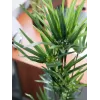 EUROPALMS Künstliches Zyperngras, 76cm, im schwarzen Topf 82600138