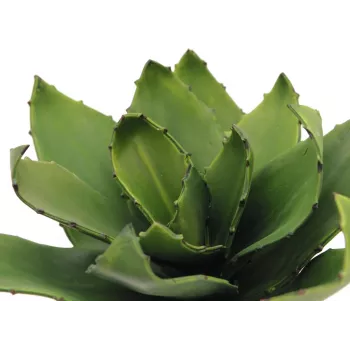 EUROPALMS Agave Kunstpflanze, EVA, Grün, 35 cm 82530576
