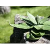 EUROPALMS Agave Kunstpflanze, EVA, Grün, 35 cm 82530576