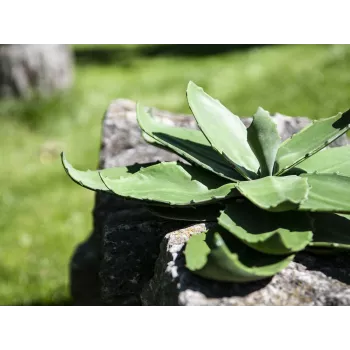 EUROPALMS Agave Kunstpflanze, EVA, Grün, 35 cm 82530576