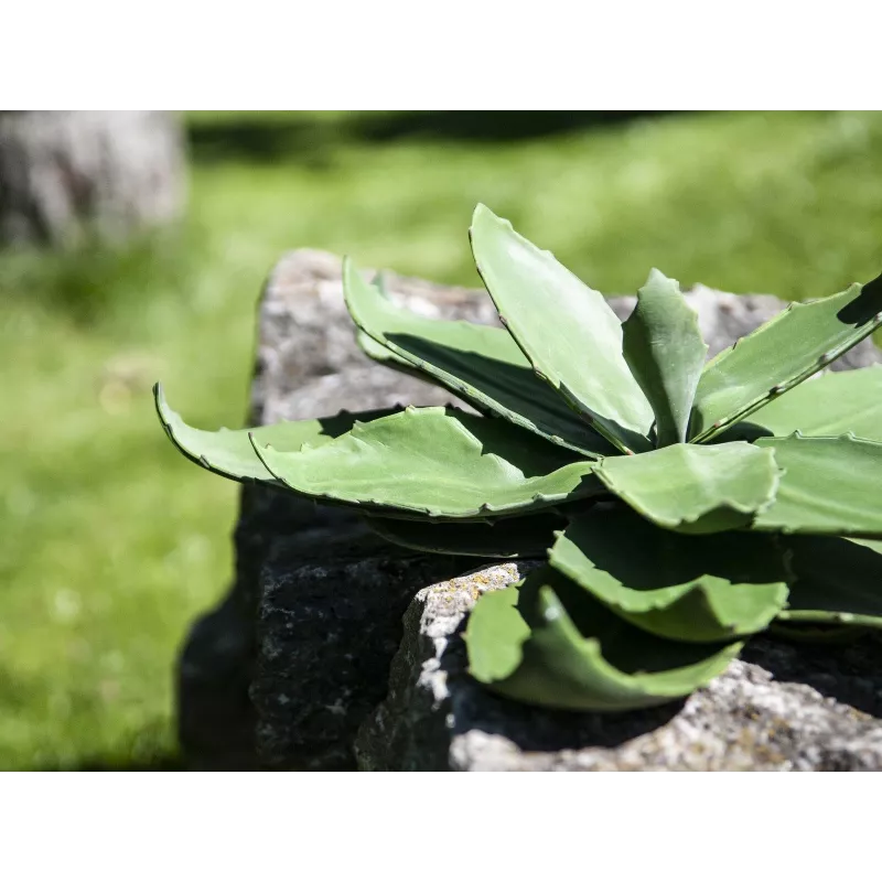 EUROPALMS Agave Kunstpflanze, EVA, Grün, 35 cm 82530576