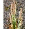 EUROPALMS Künstliches Lampenputzergras, 120cm 82600121