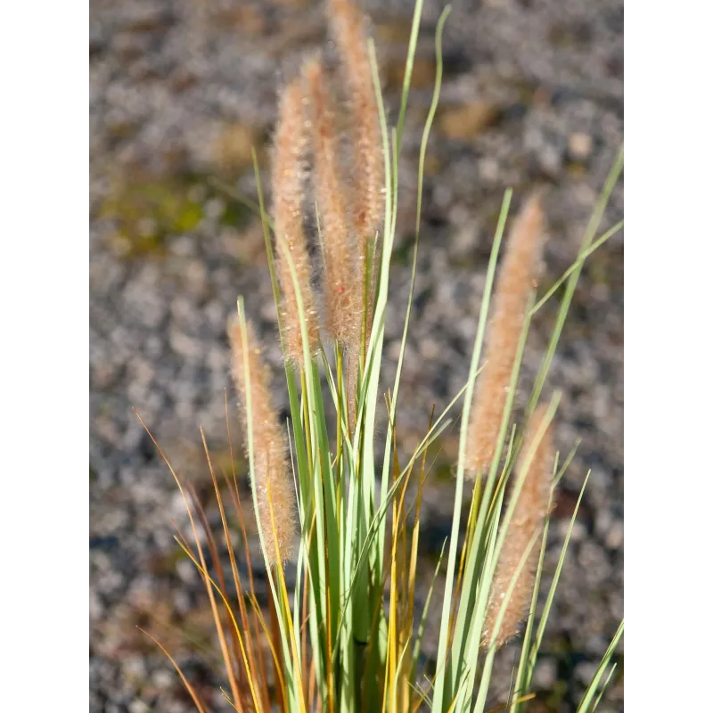 EUROPALMS Künstliches Lampenputzergras, 120cm 82600121