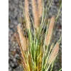 EUROPALMS Künstliches Lampenputzergras, 120cm 82600121