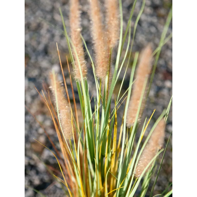 EUROPALMS Künstliches Lampenputzergras, 120cm 82600121