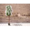 EUROPALMS Künstlicher Goldregenbaum, weiße Blüten, 180cm 82507106