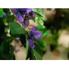 EUROPALMS Bougainvillea Kunstpflanze, Lavendel, 150 cm 82507035
