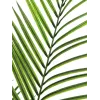 EUROPALMS Großblättrige Areca-Kunstpflanze, 165cm 82509441
