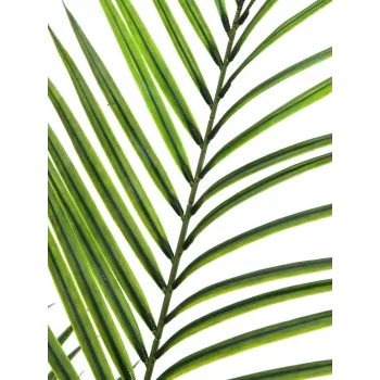 EUROPALMS Großblättrige Areca-Kunstpflanze, 165cm 82509441
