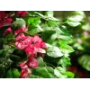EUROPALMS Bougainvillea Kunstpflanze, Rosa, 150 cm 82507055