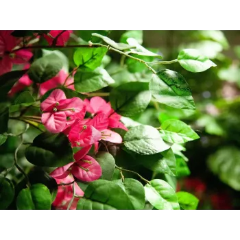 EUROPALMS Bougainvillea Kunstpflanze, Rosa, 150 cm 82507055